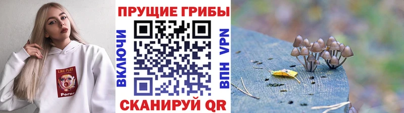 Псилоцибиновые грибы Cubensis  kraken рабочий сайт  Бородино 